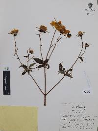 Dahlia coccinea image