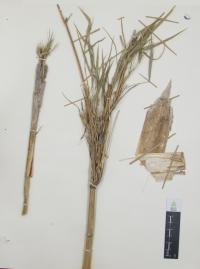 Otatea acuminata image