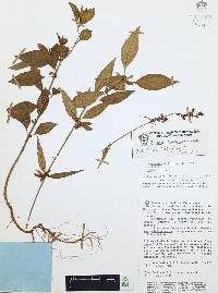 Cuphea hookeriana image
