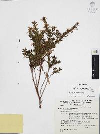 Cuphea hyssopifolia image