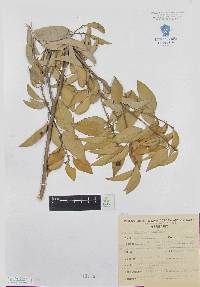 Amyris marshii image