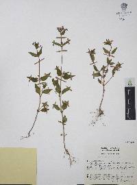 Cuphea wrightii image