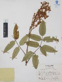 Decatropis bicolor image