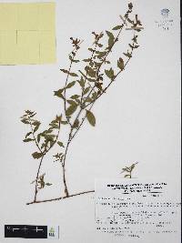 Cuphea aequipetala image