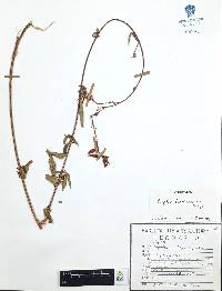 Cuphea hookeriana image