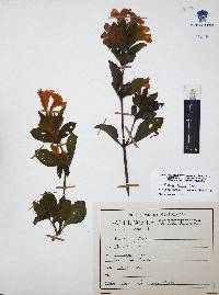 Ruellia pilosa image