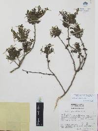 Zanthoxylum fagara image