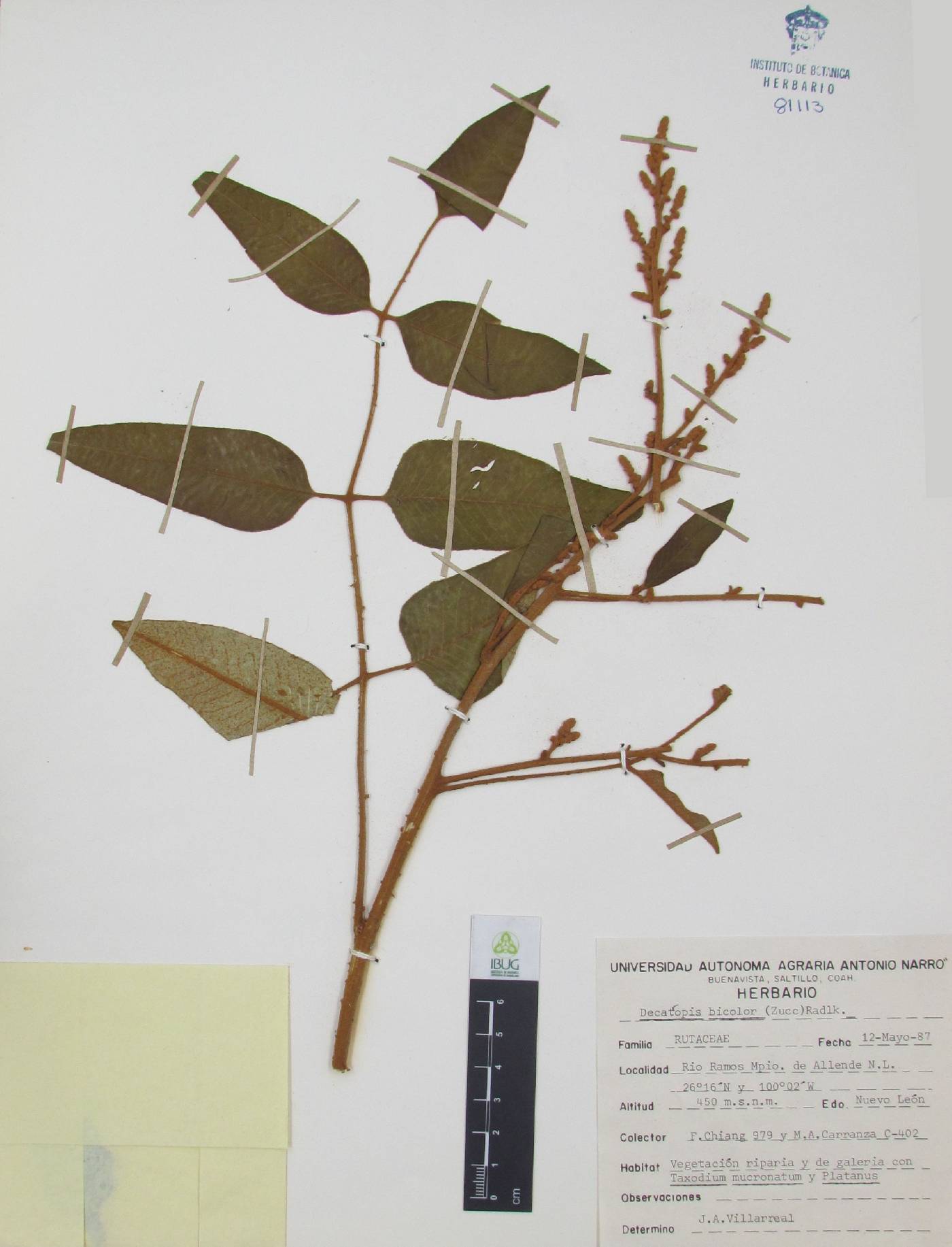 Decatropis image