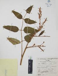 Decatropis bicolor image
