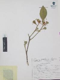Citrus sinensis image