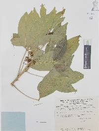 Casimiroa edulis image