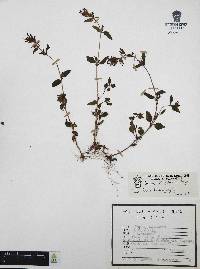 Cuphea tolucana image