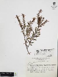 Cuphea hyssopifolia image