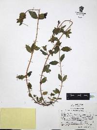 Cuphea aequipetala image