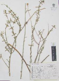 Thamnosma stanfordii image