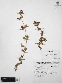 Cuphea aequipetala image