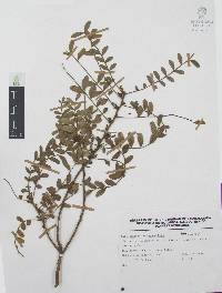 Zanthoxylum fagara image