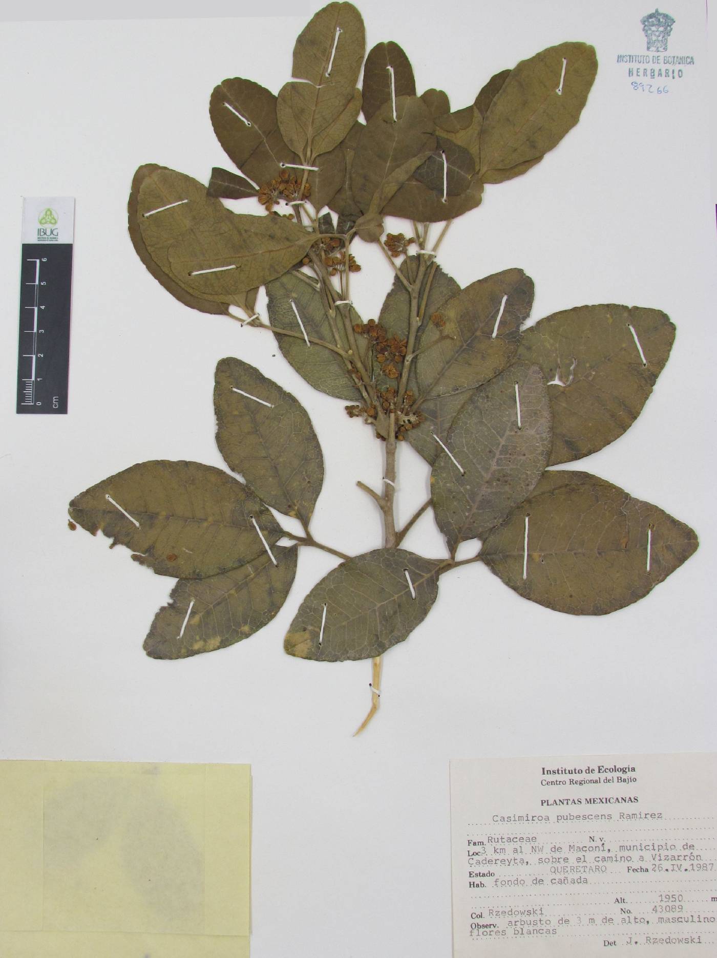 Casimiroa pubescens image