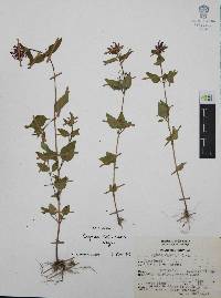 Cuphea tolucana image