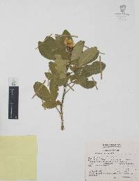 Choisya ternata image