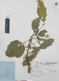Casimiroa edulis image