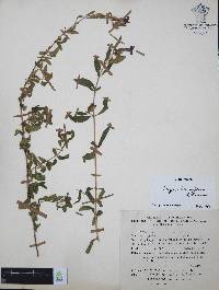 Cuphea humifusa image