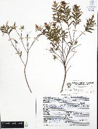 Cuphea hyssopifolia image