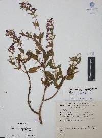 Cuphea humifusa image