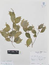 Amyris elemifera image