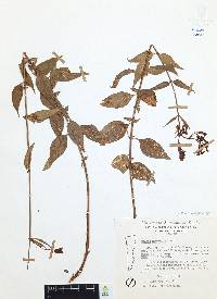 Cuphea hookeriana image