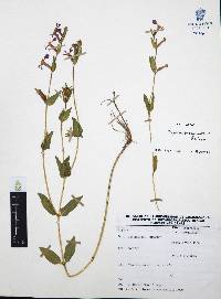 Cuphea procumbens image