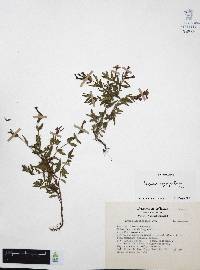 Cuphea aequipetala image