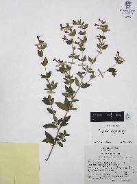 Cuphea aequipetala image