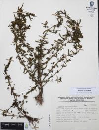 Ammannia coccinea image