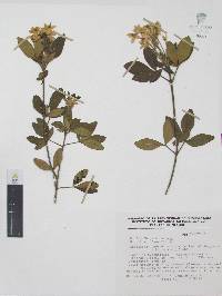 Choisya ternata image