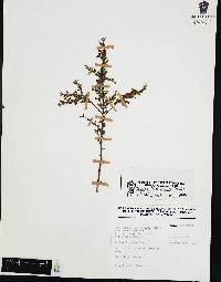 Cuphea hyssopifolia image