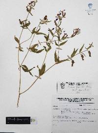 Cuphea procumbens image