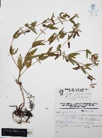 Cuphea procumbens image