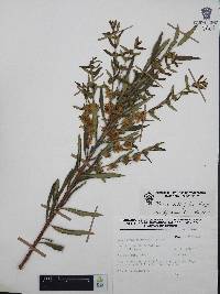 Heimia salicifolia image