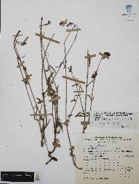 Cuphea hookeriana image