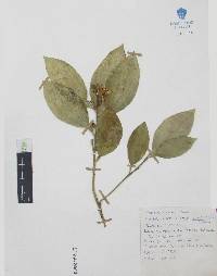 Citrus sinensis image