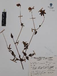 Dahlia coccinea image