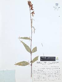 Cuphea hookeriana image