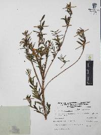 Heimia salicifolia image