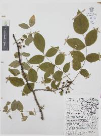 Zanthoxylum americanum image