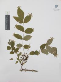 Zanthoxylum americanum image