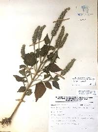 Salvia hispanica image