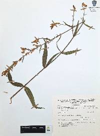 Cuphea hookeriana image