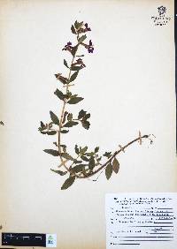 Cuphea procumbens image