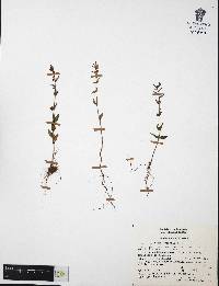 Cuphea wrightii image